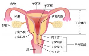 子宮と卵巣