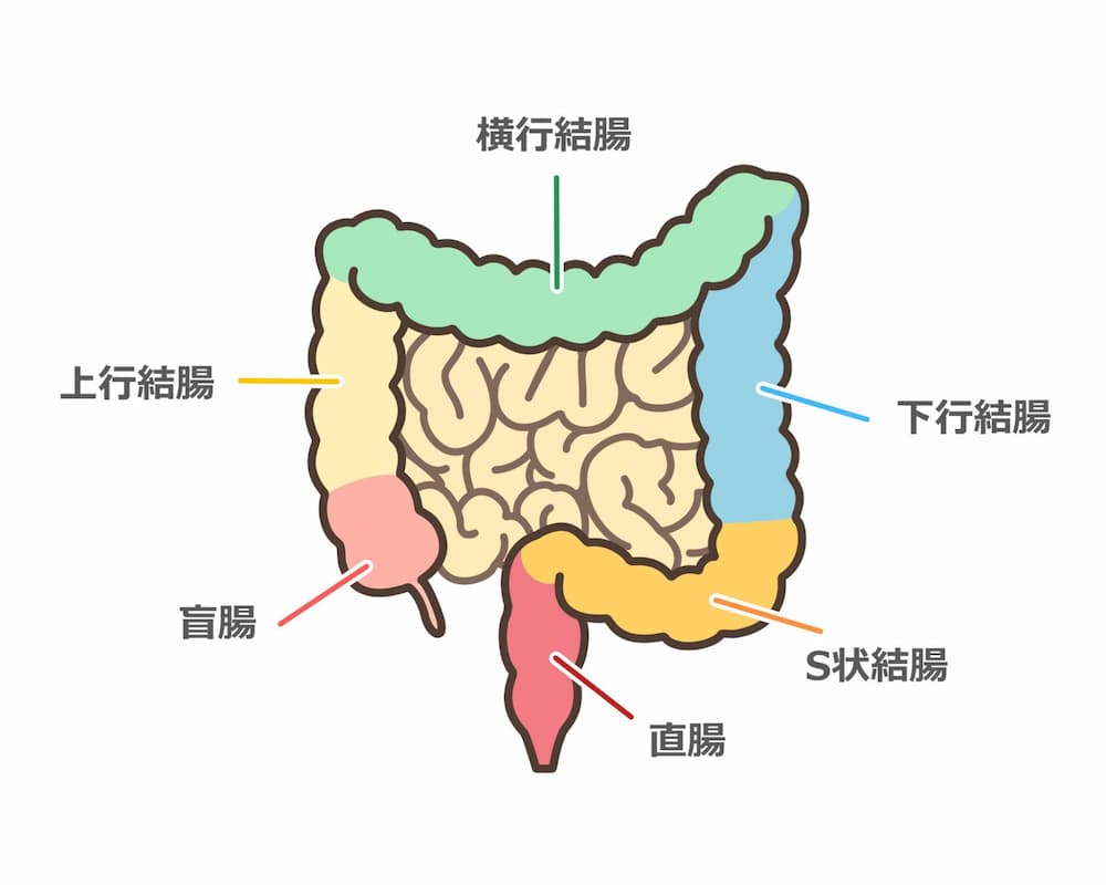 大腸のイラスト