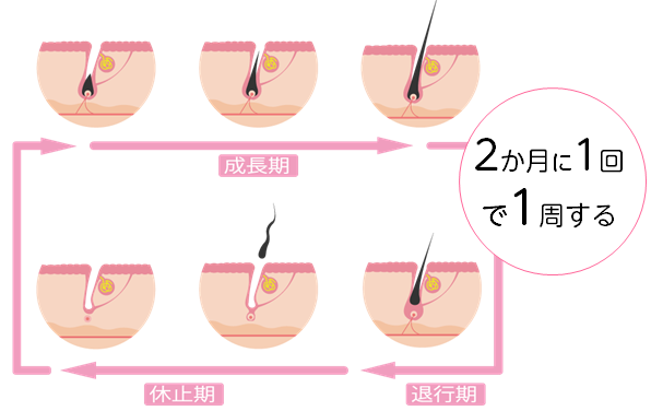 名古屋市昭和区いりなかで医療レーザー脱毛器を用いた全身医療脱毛を提供しているいりなか駅前皮フ科ビューティークリニックの毛周期イラスト