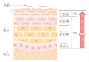 肌の構造_ターンオーバー